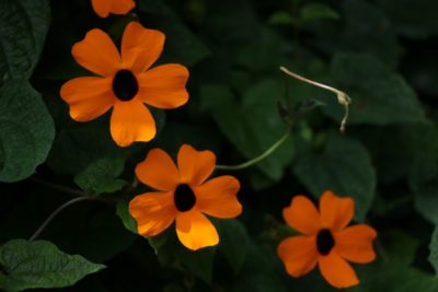 Especie Invasora de Flora en el Oriente Antioqueño