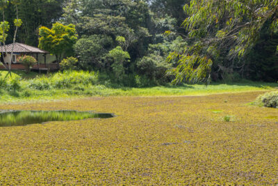Humedal Abreo Malpaso en Recuperación Humedal Abreo Malpaso en Recuperación