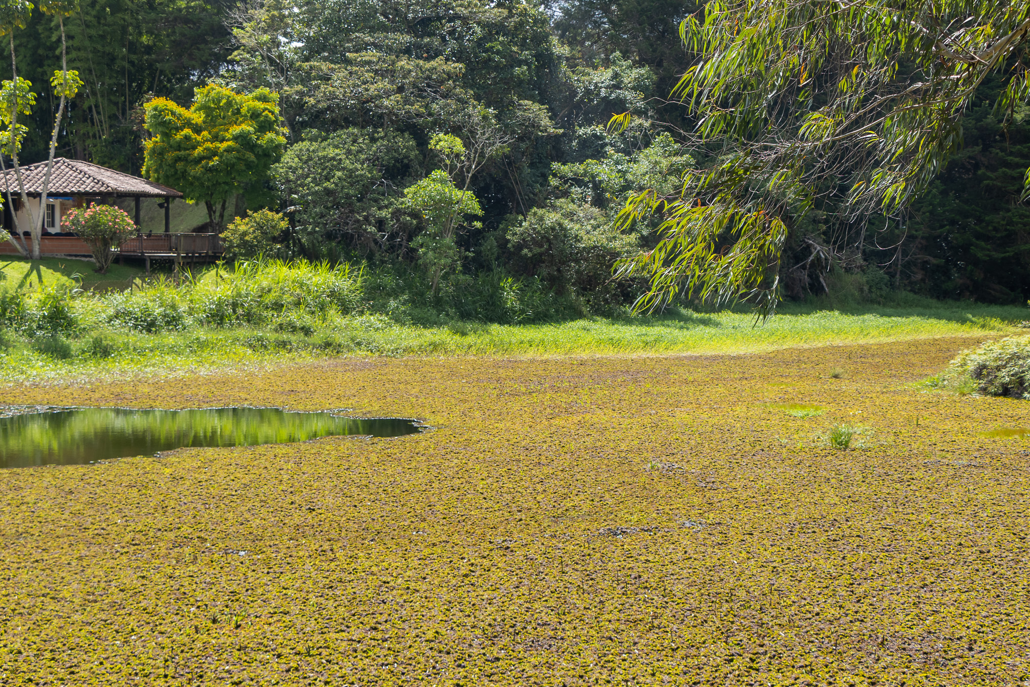 Humedal Abreo Malpaso en Recuperación Humedal Abreo Malpaso en Recuperación